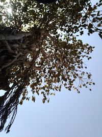 Low angle view of tree against sky