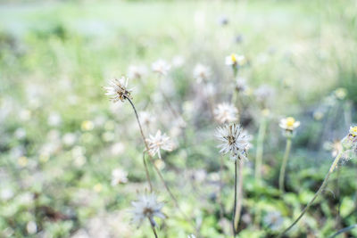 Close-up of dandelion on field