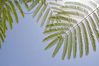 Low angle view of leaves against clear sky