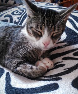 Close-up of cat sleeping on bed