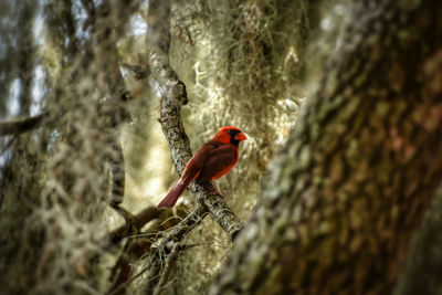 Close-up of insect on white background