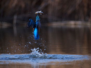 View of birds in lake