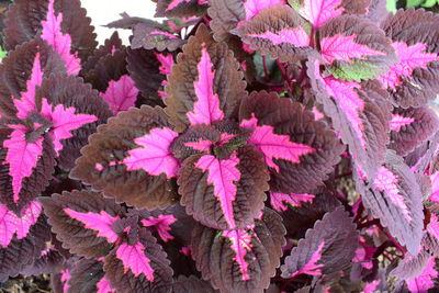 Full frame shot of pink flowering plants