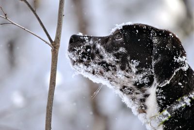 Close-up of dog during winter