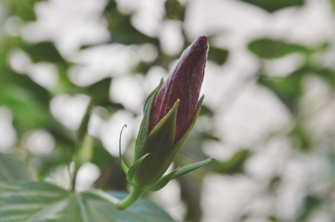 nature, growth, leaf, plant, fragility, freshness, beauty in nature, green color, flower, close-up, no people, outdoors, day, flower head, animal themes