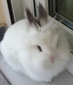 Close-up of white cat in cage