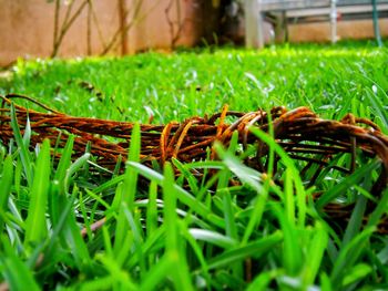 Close-up of insect on grass