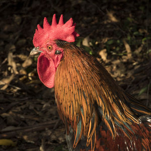 Close-up of rooster on land