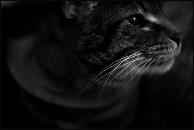 Close-up portrait of a cat