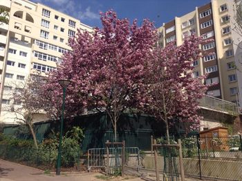 Flower trees in city against sky