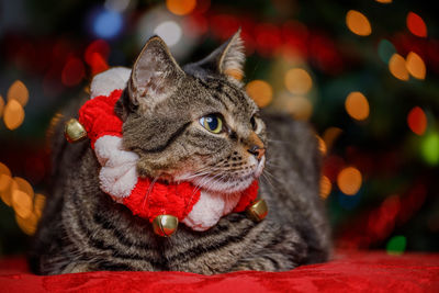 Close-up of a cat looking away