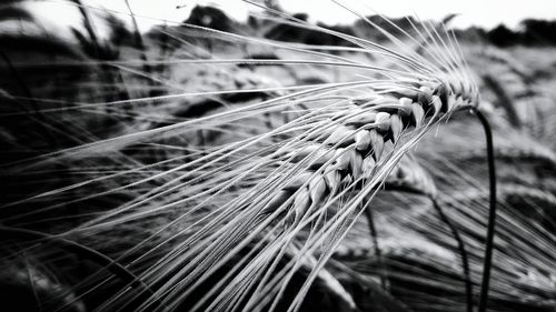 Detail shot of stalks