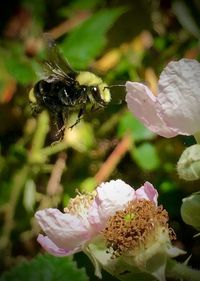 Close-up of bee pollinating flower