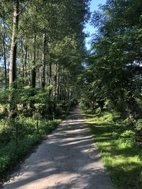 Empty road along trees in forest