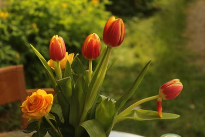Close-up of orange tulips blooming outdoors