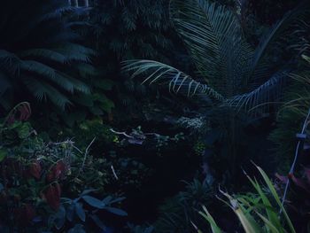 Close-up of palm trees at night