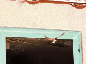 View of bird against wall