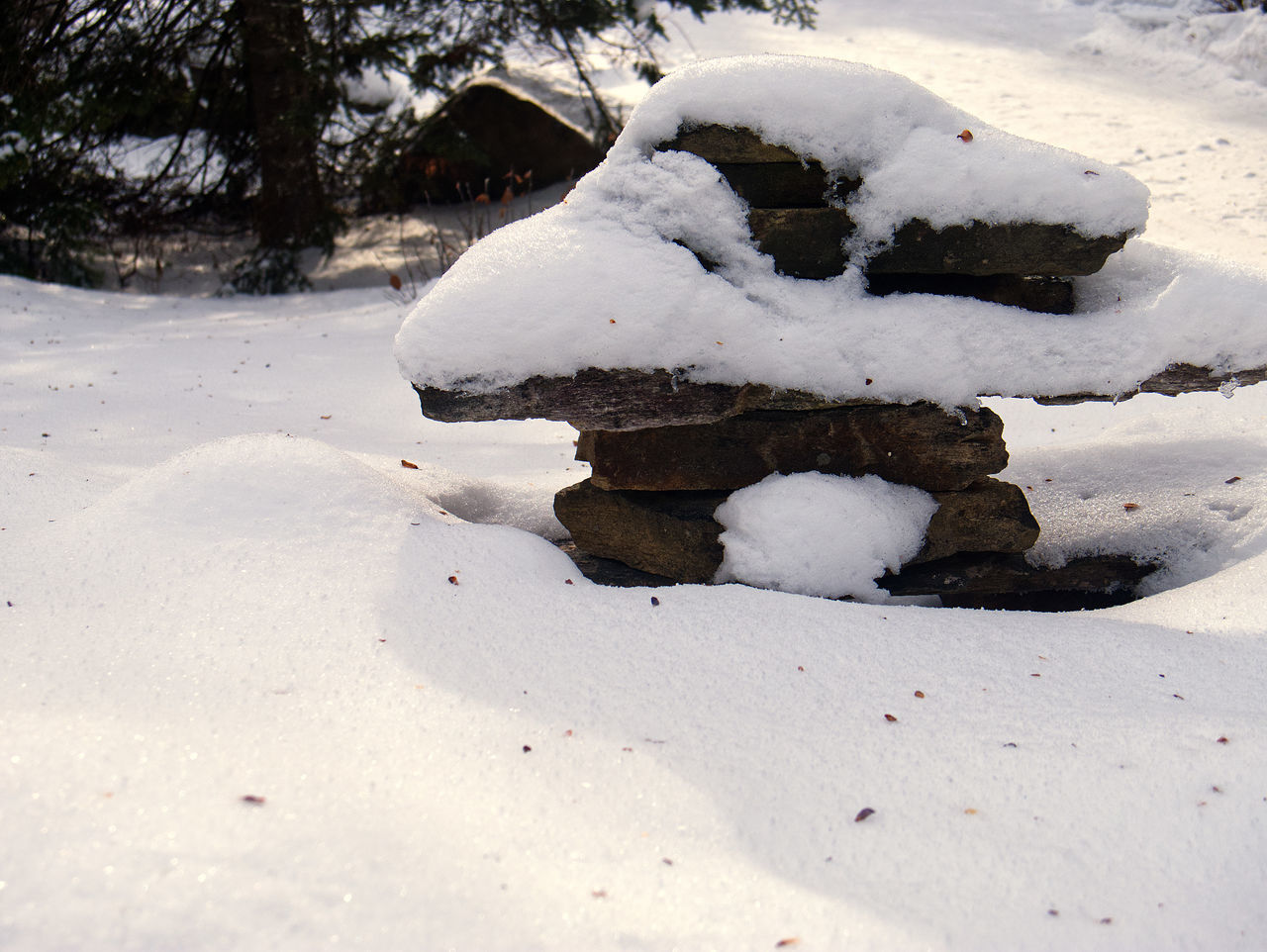 CLOSE-UP OF SNOW COVERED LAND AND TREES