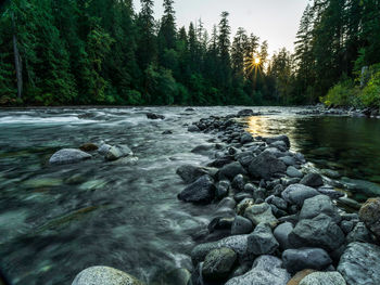 Scenic view of river flowing in forest