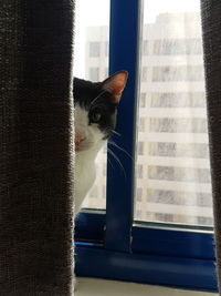 Close-up of cat looking through window