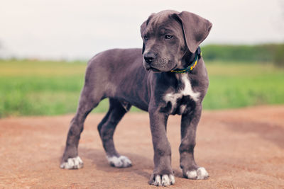 Dog on field