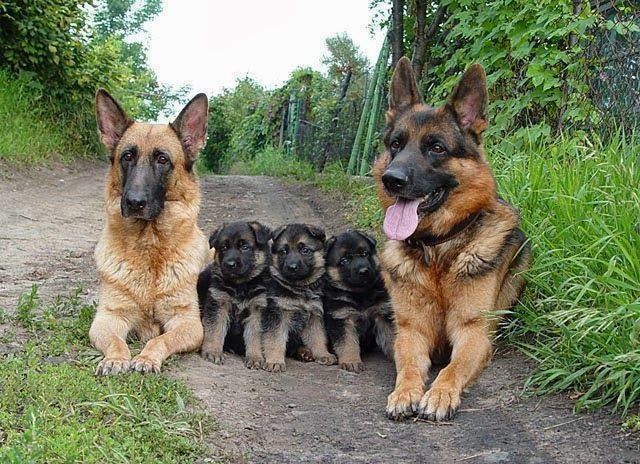 animal themes, mammal, pets, domestic animals, dog, one animal, sitting, tree, looking at camera, portrait, relaxation, day, outdoors, brown, two animals, no people, plant, full length, nature