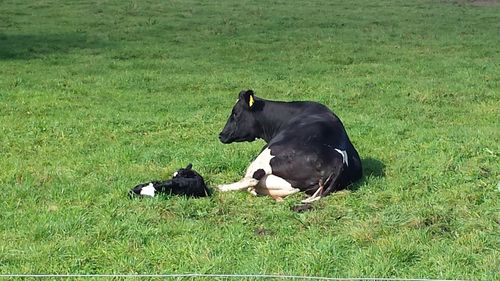 Black horse on field