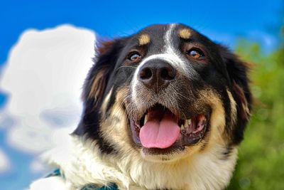 Close-up portrait of dog