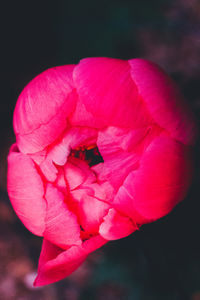 Close-up of pink rose blooming outdoors