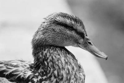 Close-up of a bird