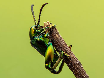 Close-up of insect perching on branch