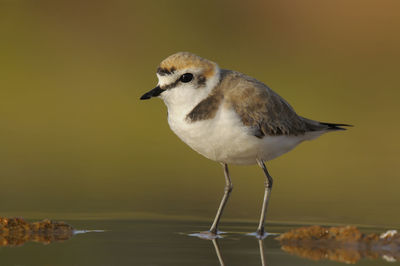 Close-up of bird perching