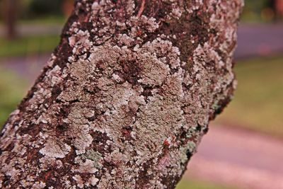 Close-up of lichen on tree trunk