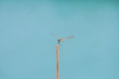 Low angle view of airplane flying against clear blue sky