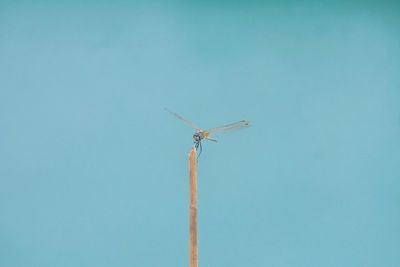 Low angle view of insect on stick against turquoise background