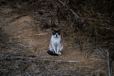 Portrait of a cat sitting on ground