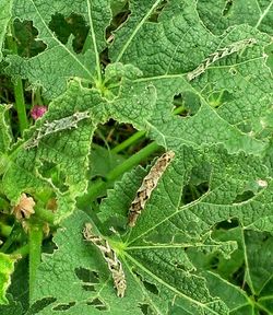 Close-up of leaves