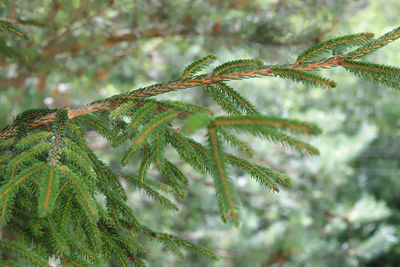 Close-up of pine tree branch