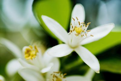 Close-up of white flowering orange tree