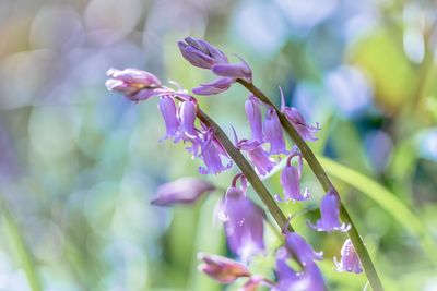 Close-up of purple flowering plant