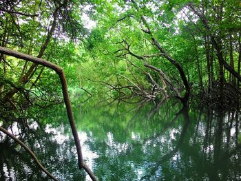 Trees by lake in forest against sky