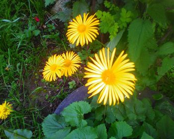 High angle view of yellow flowers blooming on field
