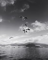 Seagulls flying over sea