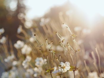 Close-up of plant growing in field