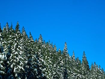 Low angle view of trees against blue sky