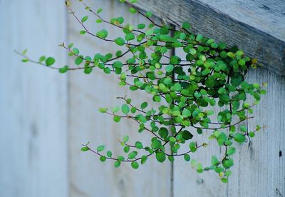 Close-up of plant growing on wall