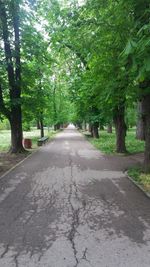 Road amidst trees in park