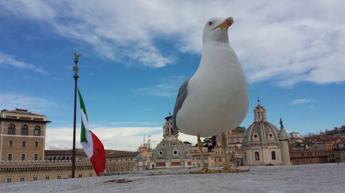 Low angle view of seagull on beach against sky