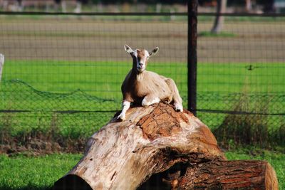 Goat looking away on field