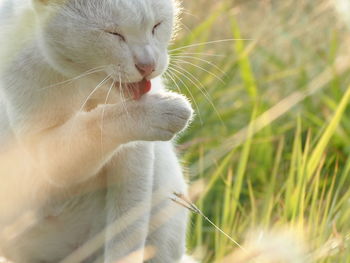 Close-up of a cat